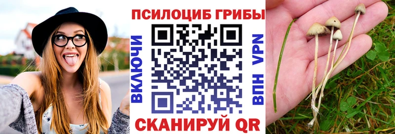 наркошоп  Кирс  Псилоцибиновые грибы Psilocybine cubensis 